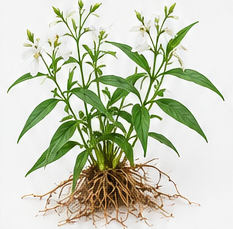 Andrographis — Whole plants