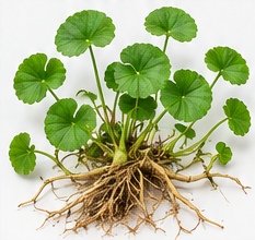 Centella — Whole plants