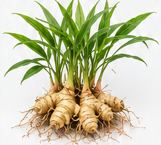Ginger — Whole plants
